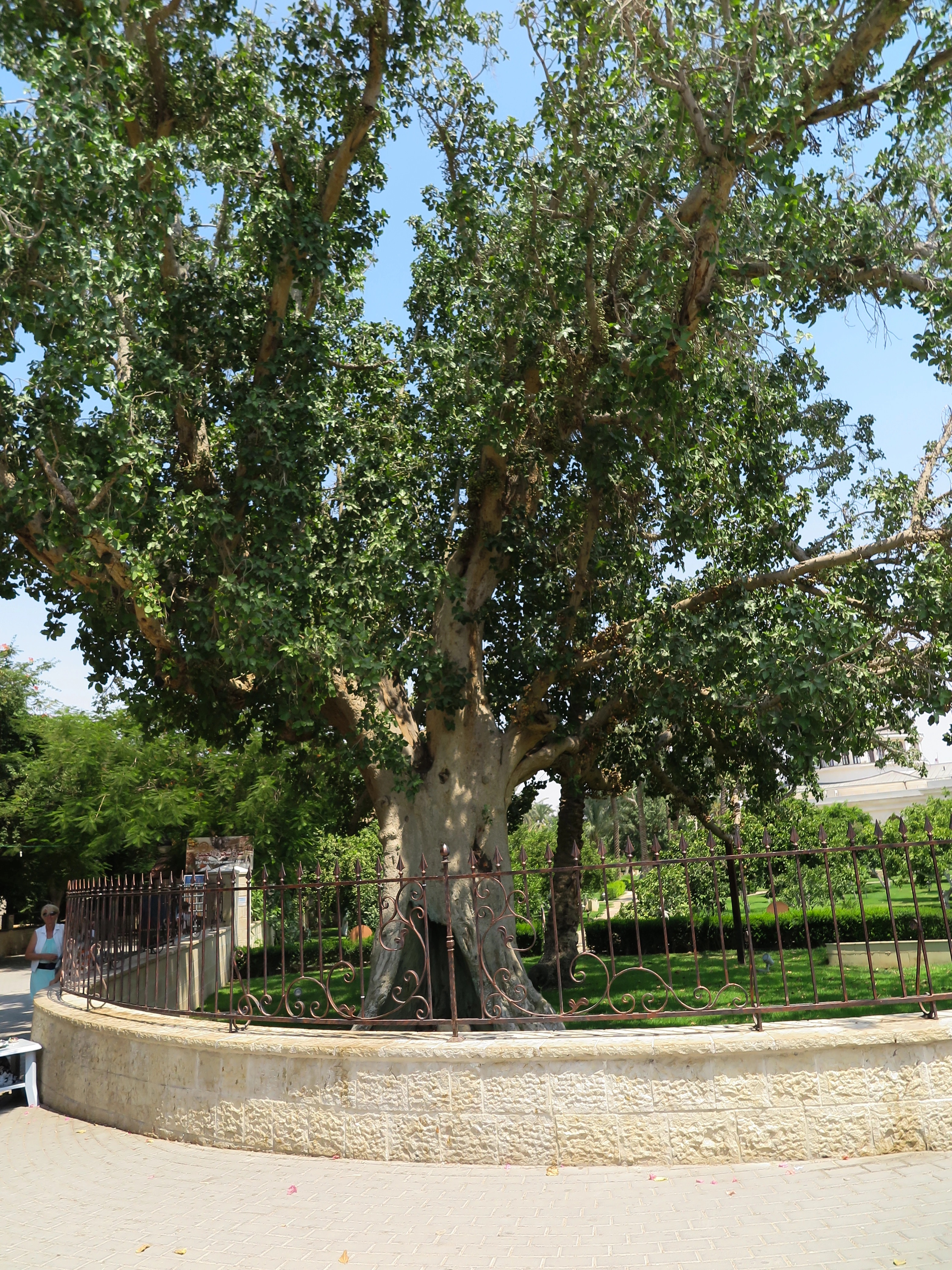 Sycamore Tree of Zacchaeus